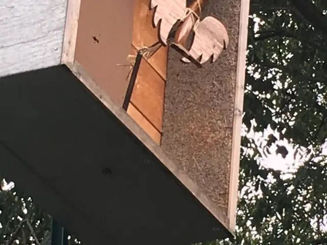 Schützenfest Montag 2019 – Vorschau 36