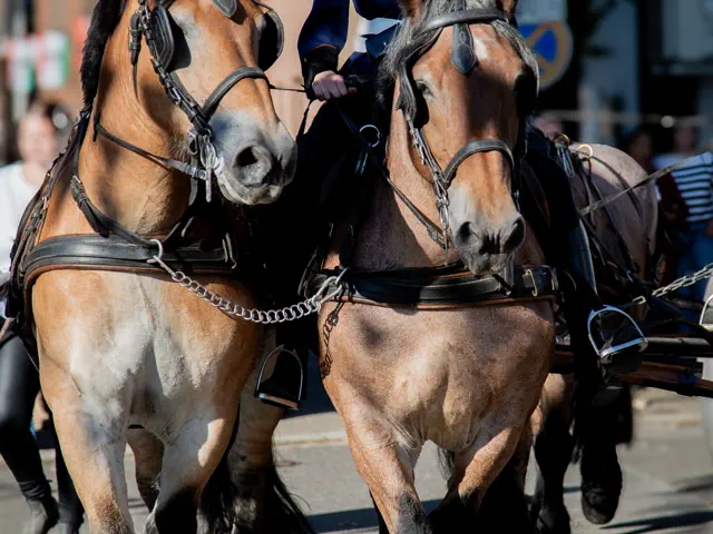 Schützenfest 2025 – Fotos Aline Becker – Vorschau 339