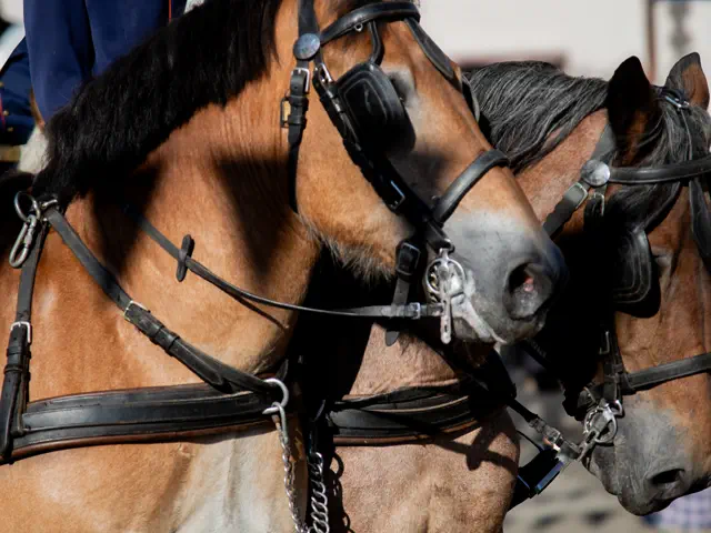 Schützenfest 2025 – Fotos Aline Becker – Vorschau 340